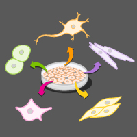 Articles on the latest discoveries and advancements in stem cell research and regenerative medicine