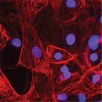 Cardiomyocytes derived from stem cells
