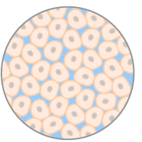 expansion of hiPS cell line