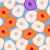 Gene editing in hiPS cells
