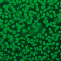 Human pluripotent stem cells
