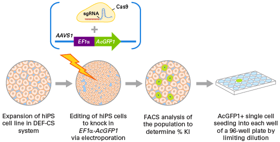 Workflow for knocking in EF1a-AcGFP1 into the AAVS1 locus
