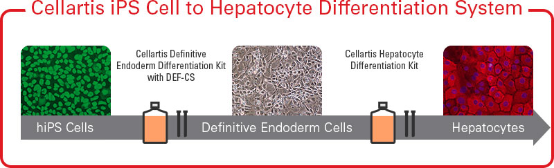 Cellartis iPS Cell to Hepatocyte Differentiation System