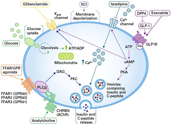 Schematic of beta cell insulin pathways