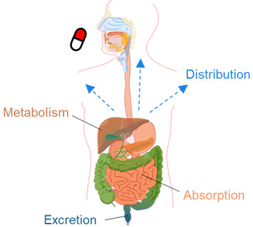 Pharmacokinetics: absorption, distribution, metabolism, and excretion