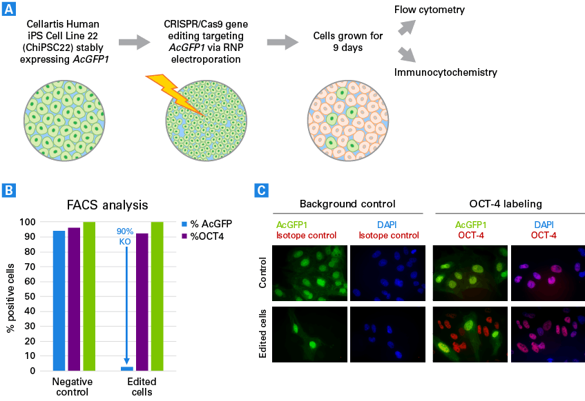 Electroporation knockout of AcGFP1 hiPS cells does not alter pluripotency when performed in the DEF-CS culture system.