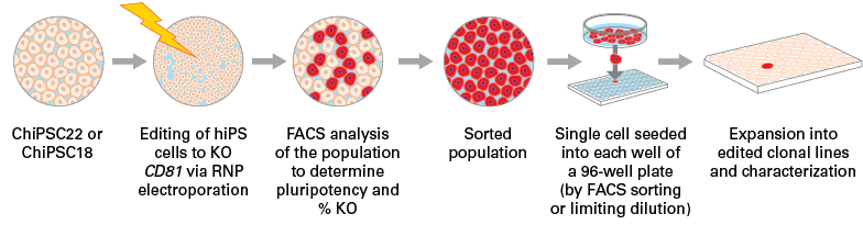 Workflow for targeted knockout of CD81