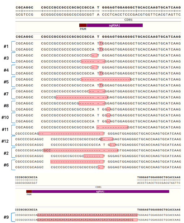 Representation of indels created at the CD81 target site in different CRISPR/Cas9-edited hiPS cell clones.