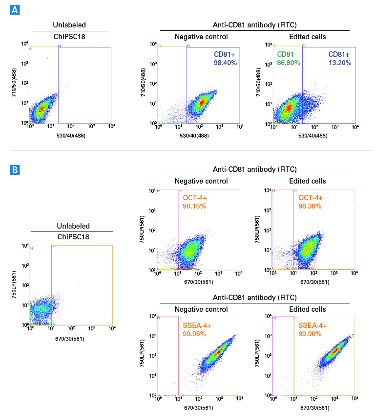 CD81-negative hiPS cells remain pluripotent in the DEF-CS culture system.