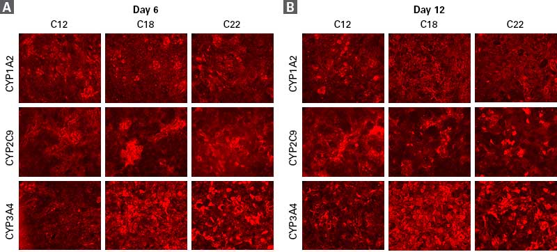 Immunocytochemical staining of Cellartis enhanced hiPS-HEP v2 cells.