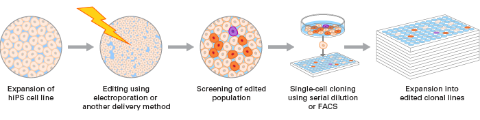 hiPS-tyrosinemia-SNPs-workflow