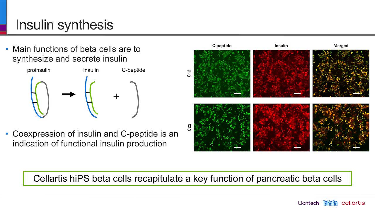 Advancing diabetes research and drug development with human iPSC-derived beta cells