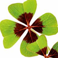 Purify genomic DNA from a variety of plant tissues