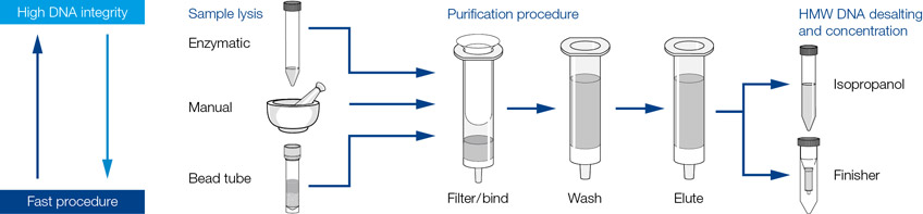 Overview of NucleoBond HMW DNA workflow