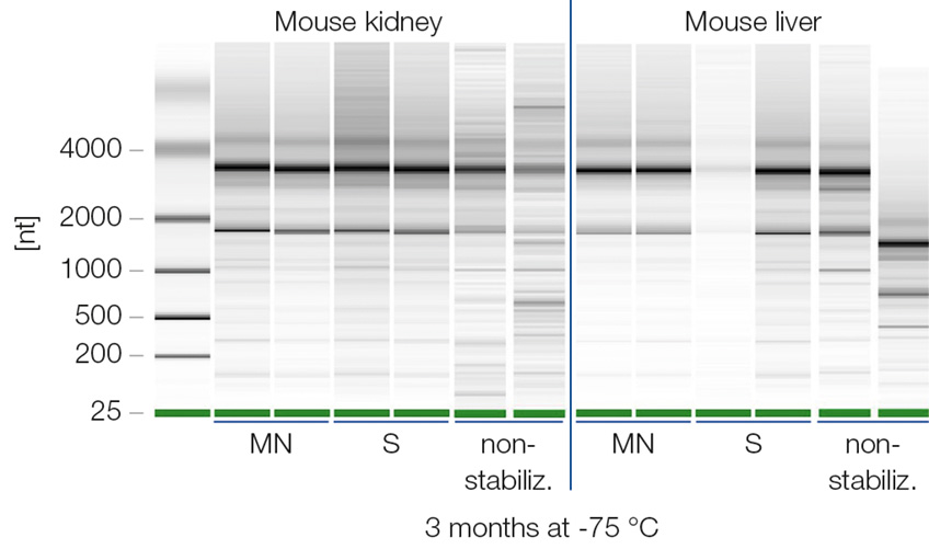 NucleoProtect RNA prevents RNA degradation during sample storage at −75°C