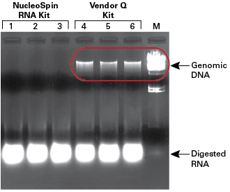 NucleoSpin RNA isolation kit removes gDNA; RNeasy does not.