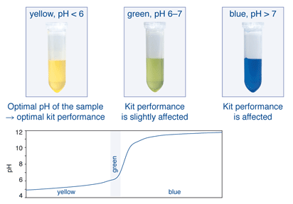 Color range of the pH indicator in Binding Buffer NTI.