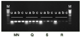 Consistent recovery with different polymerase buffers
