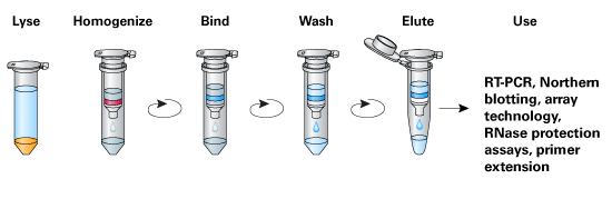 NucleoSpin RNA: simple RNA purification protocol.