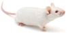 White lab mouse