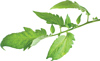 Tomato plant leaf