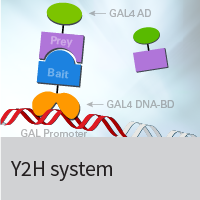 Yeast two-hybrid system