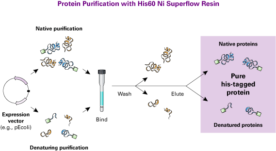 Workflow for purifying his-tagged proteins with His60 Ni resin (60 mg protein/ml resin).