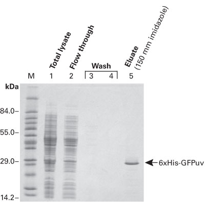 TALON resin purifies his-tagged proteins under denaturing conditions.
