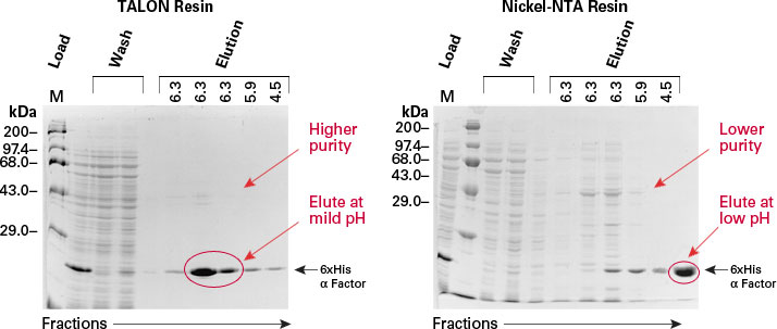 Purify his-tagged protein at milder pH with TALON resin than with Ni-NTA.