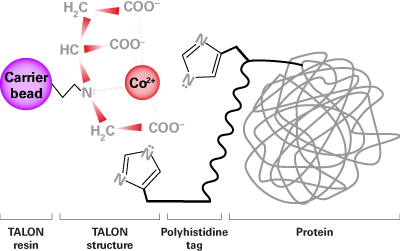 TALON cobalt resin is highly selective for his-tagged proteins.