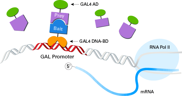 Yeast two-hybrid system design