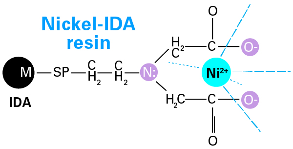 Structure of a nickel-IDA resin