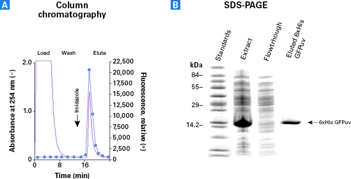 Purification of a his-tagged protein under native conditions. 