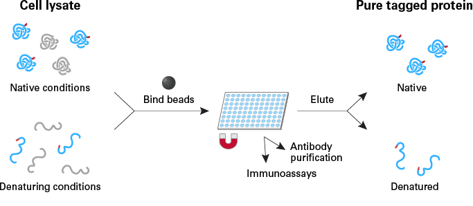 High-throughput his-tagged protein purification