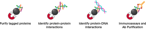 Purify tagged proteins, identify protein-protein and DNA interactions, immunoassays/Ab purification