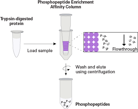 Overview of the Phosphopeptide Enrichment Spin Columns protocol