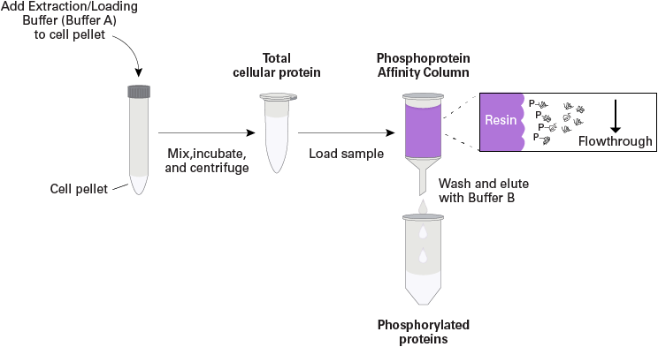 Overview of the Phosphoprotein Enrichment procedure