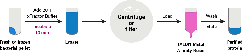 Protein extraction workflow using xTractor buffer