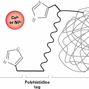 Polyhistidine tag