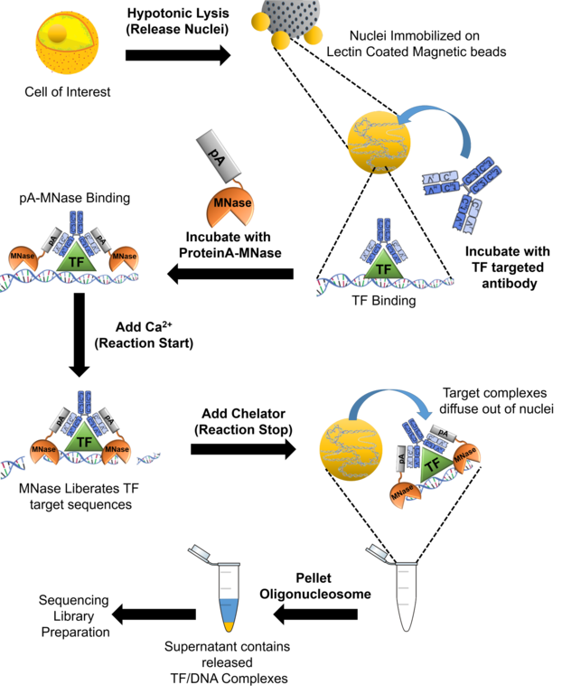 cut and run protocol