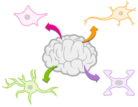 Separation of cells from brain tissue