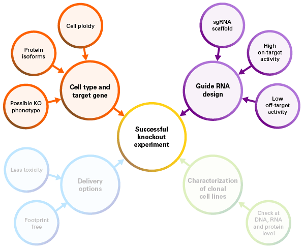 Considerations for a successful CRISPR/Cas9 knockout experiment