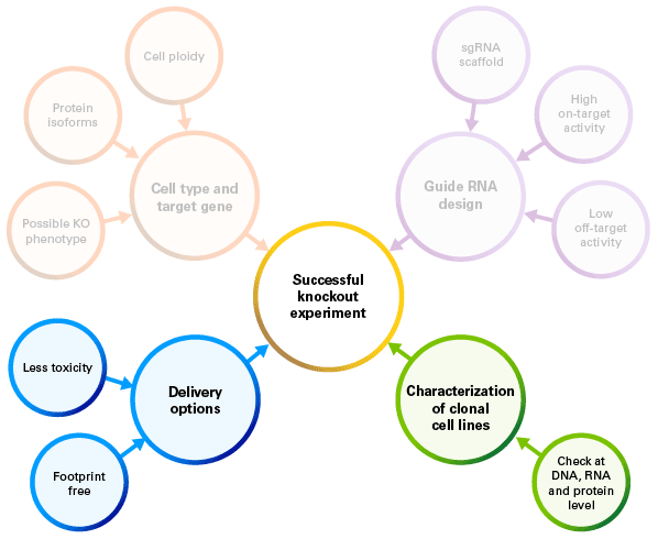Considerations for a successful CRISPR/Cas9 knockout experiment