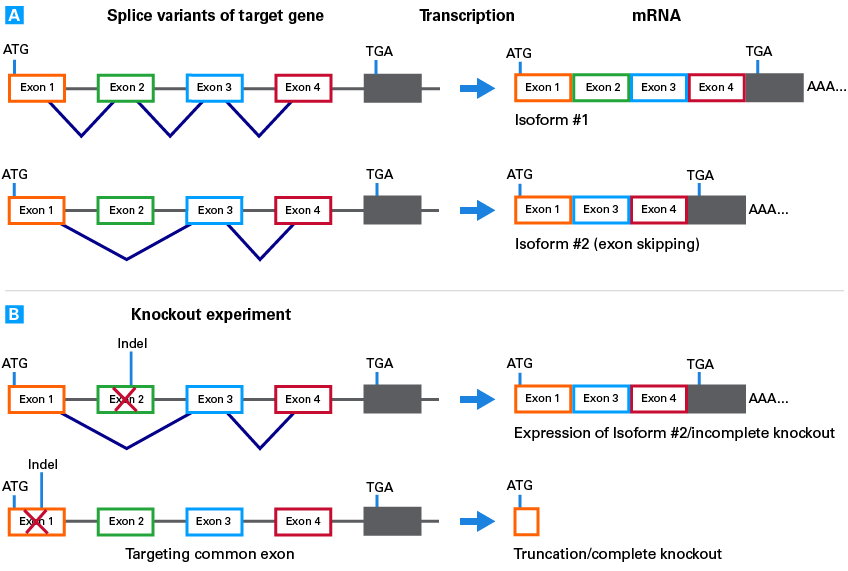 Importance of considering splice variants before choosing your sgRNAs