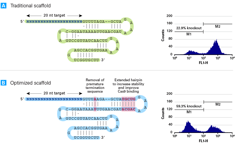 Optimized sgRNA scaffold improves knockout efficiency