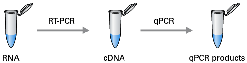 Two-step RT-qPCR workflow