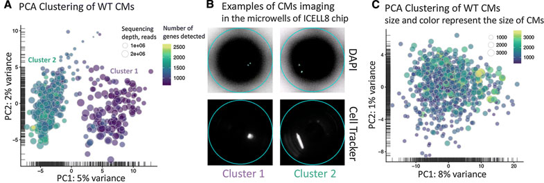 PCA plots of cardiomyocytes before and after quality control eliminating damage cells