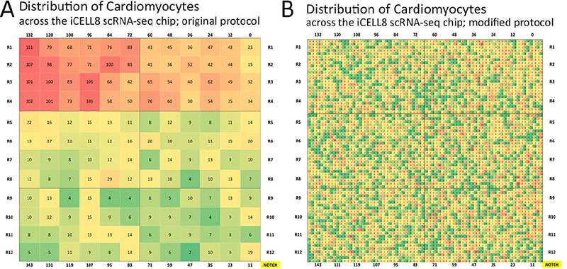 Heatmap showing the distribution of cardiomyocytes in ICELL8 chips before and after protocol modifications