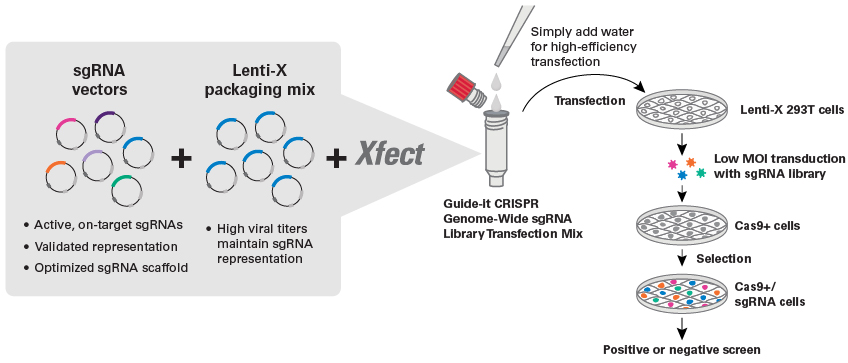 Genome-wide sgRNA screening