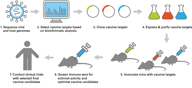 Viral development workflow